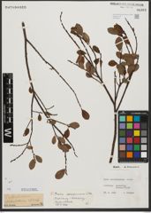 Foto von Salix waldsteiniana Willd.